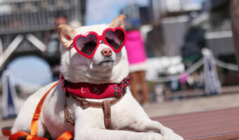 めっちゃクール!サングラスを付けたペットたちがカッコ可愛い!海外のオシャレペット10選。