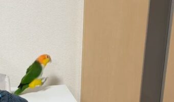嬉しくてドアの前でぴょんぴょんしちゃう!ご主人の帰宅を察知したインコの反応がお茶目でかわいすぎる!!