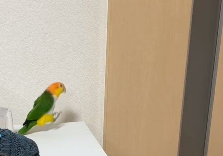 嬉しくてドアの前でぴょんぴょんしちゃう！ご主人の帰宅を察知したインコの反応がお茶目でかわいすぎる！！