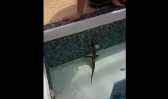 プールに侵入していたのは・・ワニの赤ちゃん!?赤ちゃんといえワニはワニ。手でつかもうとすると、牙をむき出しに口を大きく開けてきます!!