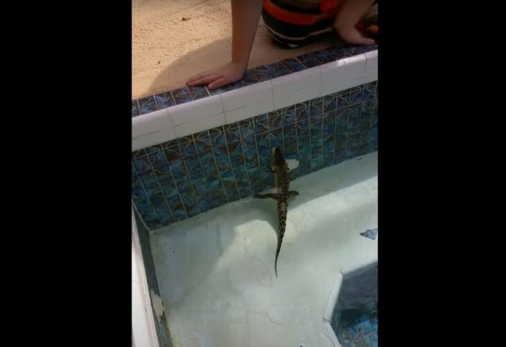 プールに侵入していたのは・・ワニの赤ちゃん！？赤ちゃんといえワニはワニ。手でつかもうとすると、牙をむき出しに口を大きく開けてきます！！