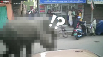 買い物客でにぎわう市場に予期せぬ訪問者が！インドで撮影された映像には、動物園の人気者が映っていましたよ！