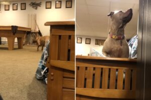 お家の中で愛犬とかくれんぼ。愛犬は飼い主さんを見つけることができるでしょうか？？【海外・動画】