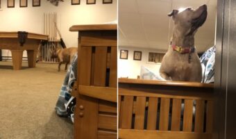 お家の中で愛犬とかくれんぼ。愛犬は飼い主さんを見つけることができるでしょうか??【海外・動画】