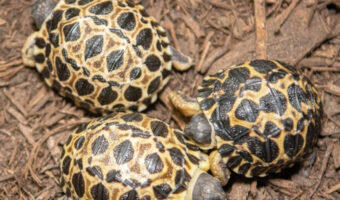 90歳と53歳の夫婦に初の子供が誕生！ヒューストン動物園のホウシャガメが超高齢で初パパに