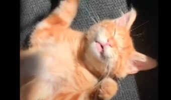 猫はオフィスチェアの上でお昼寝中。気持ちよく寝られる日向なら、たとえわずかな場所でも見逃さない?!【アメリカ・動画】
