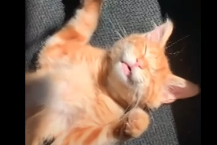 猫はオフィスチェアの上でお昼寝中。気持ちよく寝られる日向なら、たとえわずかな場所でも見逃さない？！【アメリカ・動画】