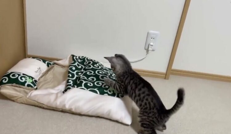 お気に入りの布団にダイブした子猫。ところが布団の中には先客が！この後の可愛らしい展開に笑った