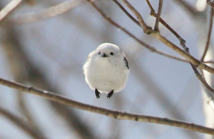 スクープ！浮く豆大福を発見？！かわいすぎる鳥として人気のシマエナガが飛び立つ瞬間が