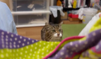 猫なのにコケコッコと鳴く?そんな馬鹿なと思ったら確かに言ってる!!目覚ましニワトリ猫がTwitterで話題に!