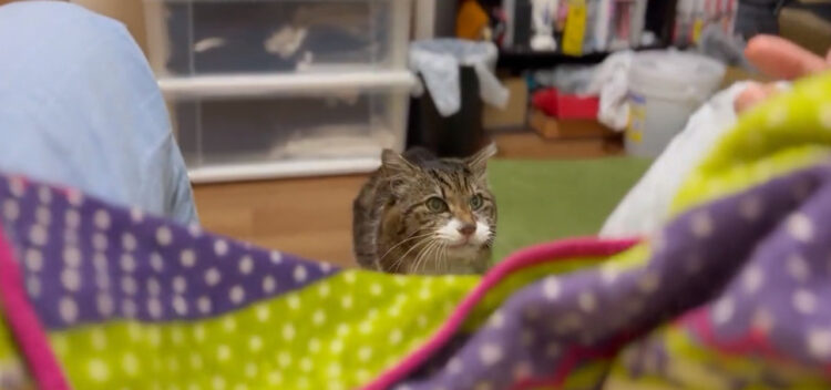 猫なのにコケコッコと鳴く？そんな馬鹿なと思ったら確かに言ってる！！目覚ましニワトリ猫がTwitterで話題に！