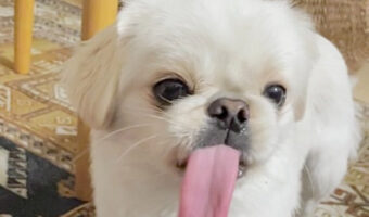 舌が長いわんちゃんの舌の長さが予想の遥か上を行く長さだった！