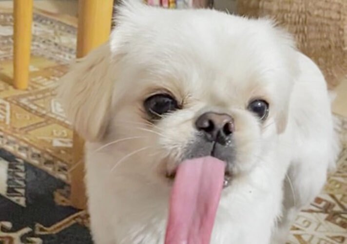 舌が長いわんちゃんの舌の長さが予想の遥か上を行く長さだった！