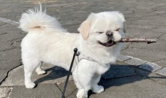 散歩開始5秒でいい感じの枝を見つけたペキニーズの表情がいい！