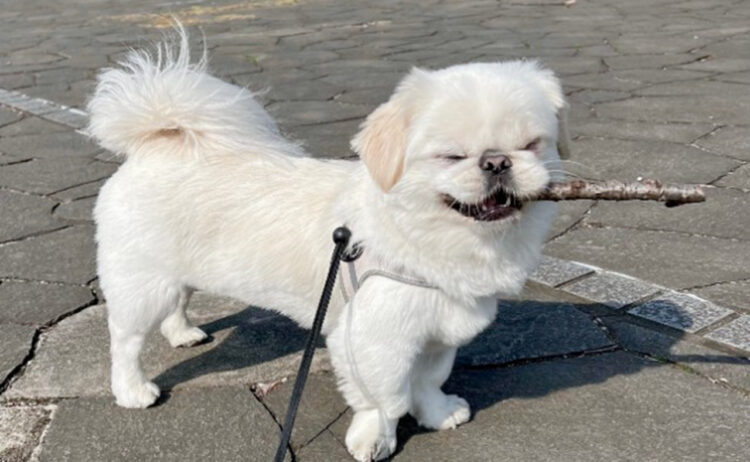 散歩開始5秒でいい感じの枝を見つけたペキニーズの表情がいい！