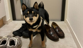 「まだ足洗ってないよ？」トイレに駆け込んだ飼い主を健気に玄関で待ってた柴がかわいすぎると話題に