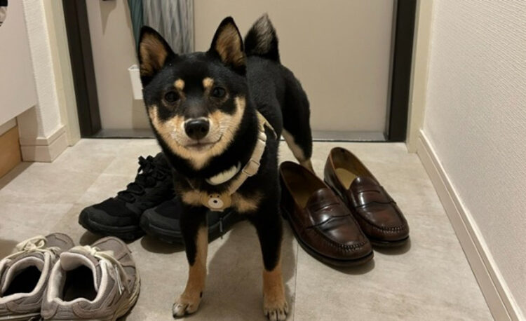 「まだ足洗ってないよ？」トイレに駆け込んだ飼い主を健気に玄関で待ってた柴がかわいすぎると話題に