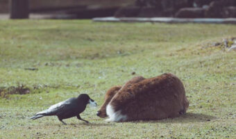 奈良公園に度々現れる鹿たちの毛をむしってまわるカラスがかわいい