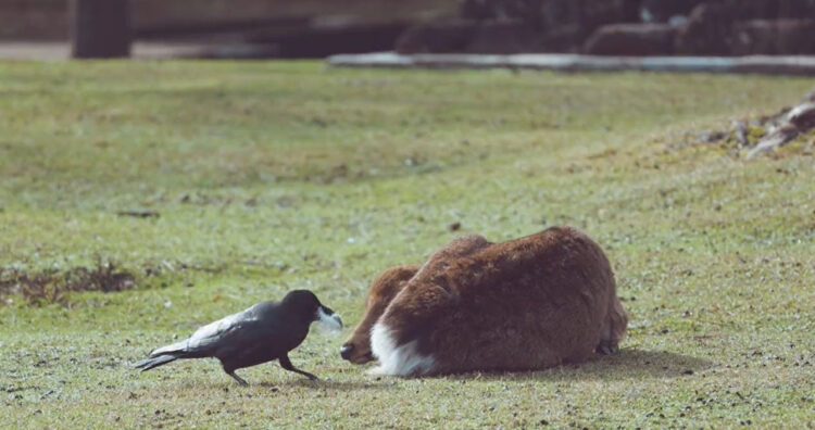 奈良公園に度々現れる鹿たちの毛をむしってまわるカラスがかわいい