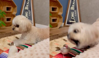 文鳥と犬の遊びが激しすぎる!ワンちゃん表情凄いですよ!(仲良しです)