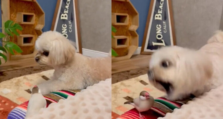 文鳥と犬の遊びが激しすぎる！ワンちゃん表情凄いですよ！（仲良しです）