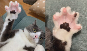 こんなパってなった肉球初めて見た!肉球の見せ方のお手本となる画像がかわいすぎ