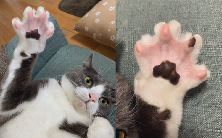 こんなパってなった肉球初めて見た！肉球の見せ方のお手本となる画像がかわいすぎ