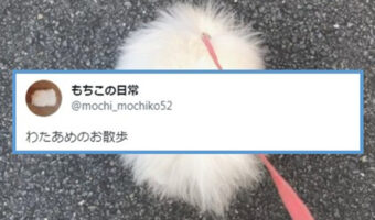 「わたあめの散歩」なんか丸くてフワフワの綿に首輪繋いで散歩してるけど正体は可愛いアレですね!