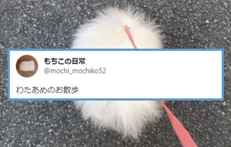 「わたあめの散歩」なんか丸くてフワフワの綿に首輪繋いで散歩してるけど正体は可愛いアレですね！