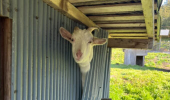 「あっバレた！」小屋を勝手に抜け出していたヤギの犯行現場を押さえた写真がいろいろ面白い！