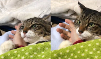 「ちょっと枕は動かにゃいで」飼い主の手を完全に寝具扱いしてる猫ががわいい