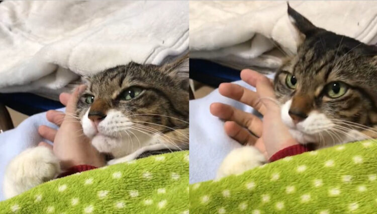 「ちょっと枕は動かにゃいで」飼い主の手を完全に寝具扱いしてる猫ががわいい