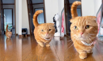 ただ歩くだけで全人類を幸せな気持ちにしてしまう猫様の尊い歩行シーンに癒されてください!