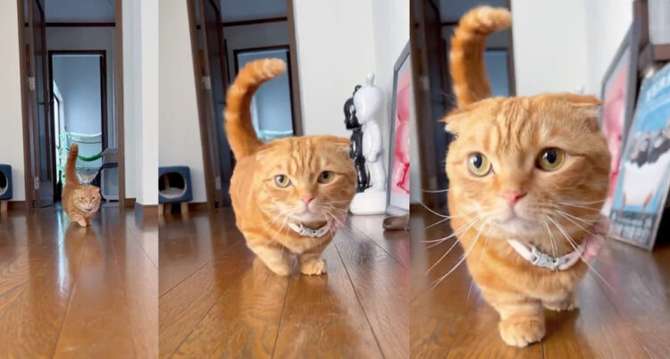 ただ歩くだけで全人類を幸せな気持ちにしてしまう猫様の尊い歩行シーンに癒されてください！