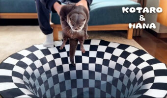3500万再生の超人気動画!トリックアートにビビっちゃう?コツメカワウソたちの反応がかわいくて興味深い