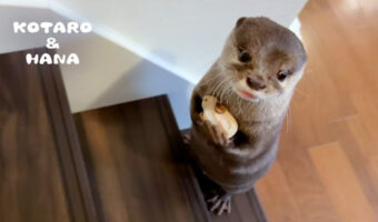 大好きなお友達を大切に抱えるカワウソがかわいい!