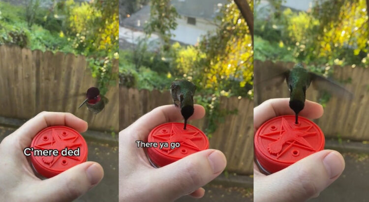 ハチドリと人間の友情？呼ぶとやってきて人の手から蜜を飲むハチドリの動画が話題に