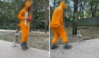 もしかしてお母さんだと思ってる?カンガルーの赤ちゃんがピョンピョン跳ねて後をついていくのは・・【アメリカ・動画】