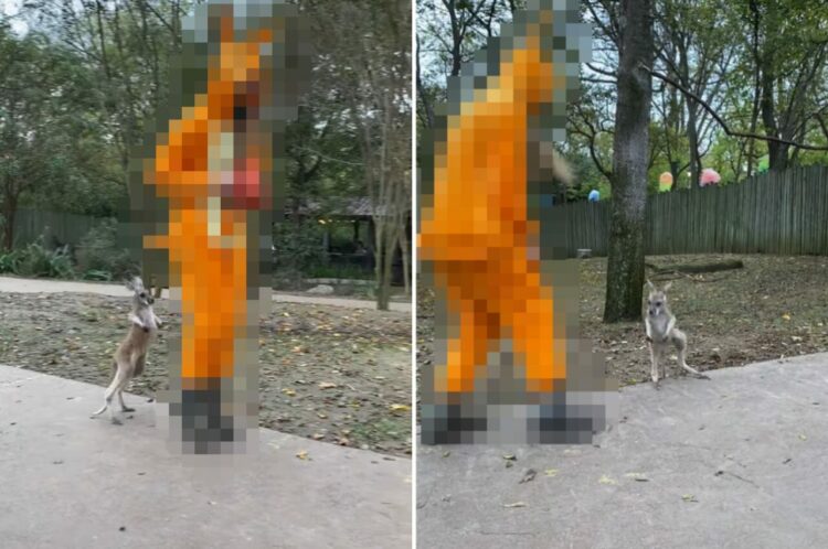 もしかしてお母さんだと思ってる？カンガルーの赤ちゃんがピョンピョン跳ねて後をついていくのは・・【アメリカ・動画】