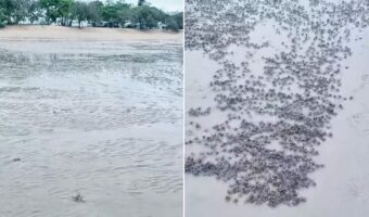 野生生物愛好家の男性は、ビーチで大興奮!!一見、なんの変哲のない干潟ですが、実はレアな光景が広がっていたのです!!【海外・動画】