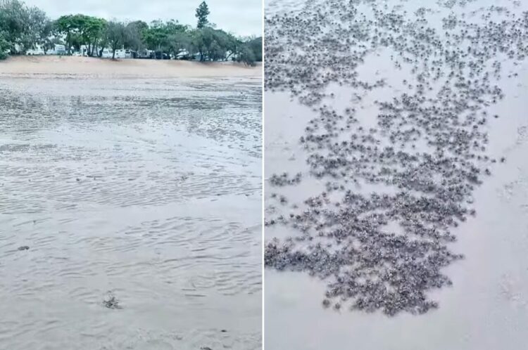 野生生物愛好家の男性は、ビーチで大興奮！！一見、なんの変哲のない干潟ですが、実はレアな光景が広がっていたのです！！【海外・動画】