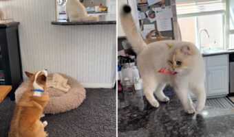 飼い主さんに内緒でおやつをGETなるか!?チームワーク抜群のワンコとニャンコ!2匹のチームプレーが素晴らしい!