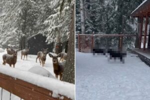 「元気に走り回るあの子たちは誰？」雪が降る中、シカたちが足を止めてジーッと見つめていたのは・・【アメリカ・動画】