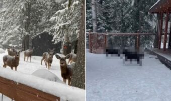 「元気に走り回るあの子たちは誰?」雪が降る中、シカたちが足を止めてジーッと見つめていたのは・・【アメリカ・動画】