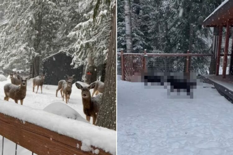 「元気に走り回るあの子たちは誰？」雪が降る中、シカたちが足を止めてジーッと見つめていたのは・・【アメリカ・動画】