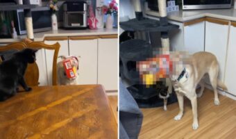 もしかして盗み食いしようとしていました??顔が箱にハマって抜けなくなった犬。その箱の中身は・・【海外・動画】