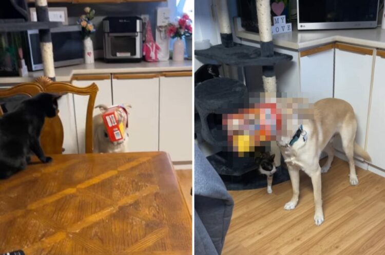 もしかして盗み食いしようとしていました？？顔が箱にハマって抜けなくなった犬。その箱の中身は・・【海外・動画】