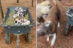 森の中で生まれたばかりのブタの赤ちゃんを保護。この子たちの存在を知らせてくれたのは・・！！【アメリカ・動画】