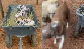 森の中で生まれたばかりのブタの赤ちゃんを保護。この子たちの存在を知らせてくれたのは・・！！【アメリカ・動画】