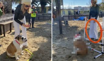 マイペースもここに極まれり?!障害物レースに挑んだブルドッグでしたが・・、飼い主さんもお手上げの事態に!?【海外・動画】